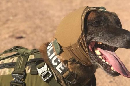 A dog wears the Canine Auditory Protection System, or CAPS.