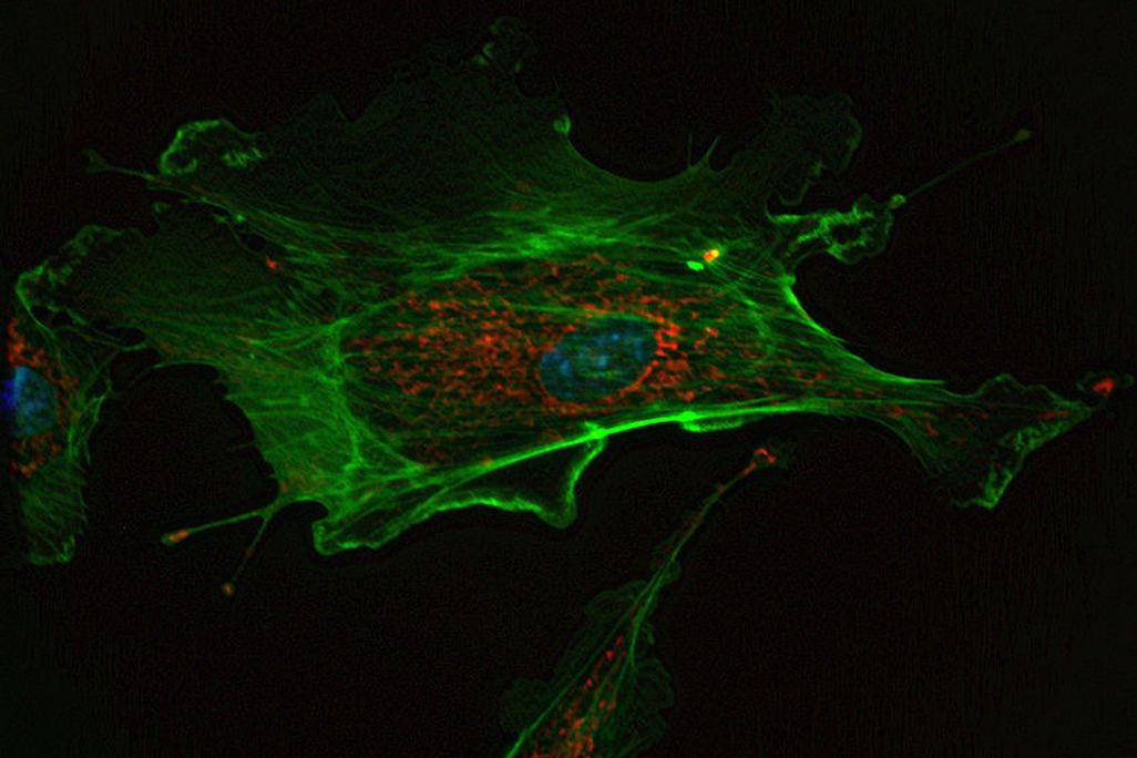 20120815111007cell.jpg