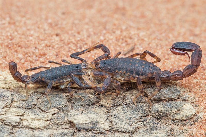 For Constipated Scorpions, Females Suffer Reproductively. Males