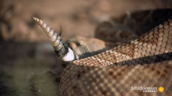 Preview thumbnail for What Is a Rattlesnake's Rattle Actually Made of?