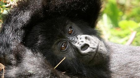 Some fossil evidence indicates the common ancestor of gorillas (shown), chimpanzees and humans came from Europe.