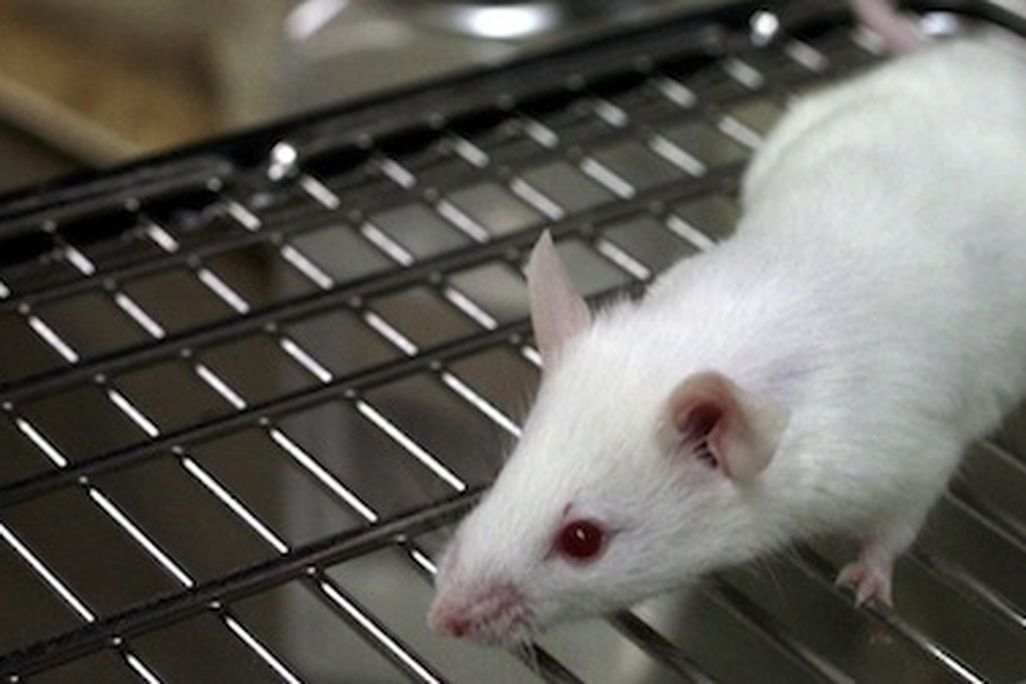A newly developed compound temporarily restored sight in otherwise blind mice.