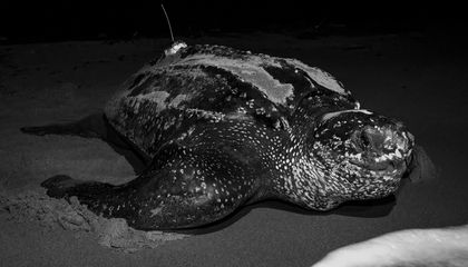 Should Endangered Turtles Have Legal Rights?