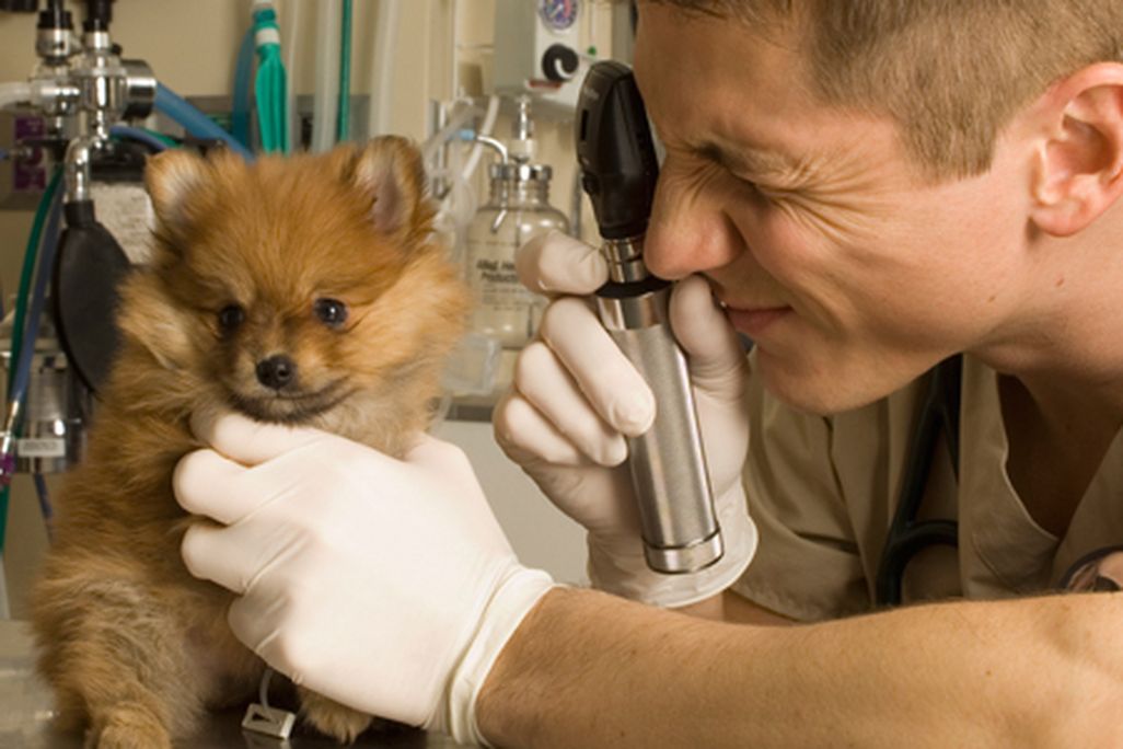 Veternarian and puppy