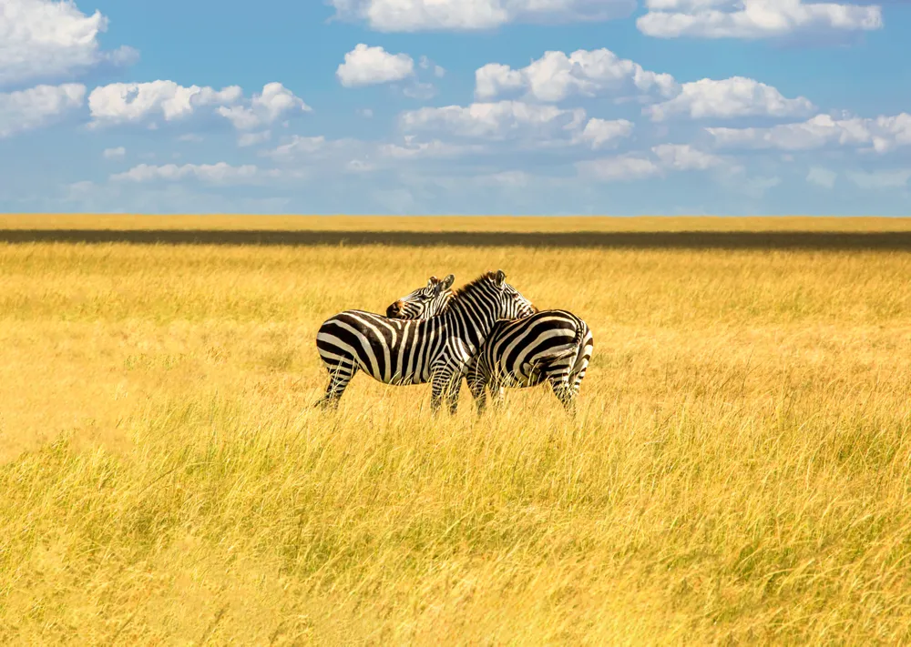 A small herd of zebras moves through tall golden grass, their stripes blending and contrasting with the savanna’s endless beauty.