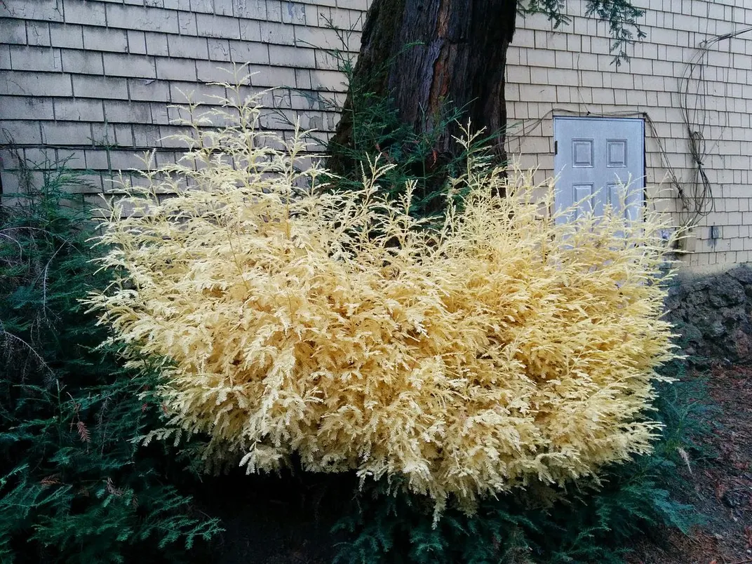 rare albino redwood