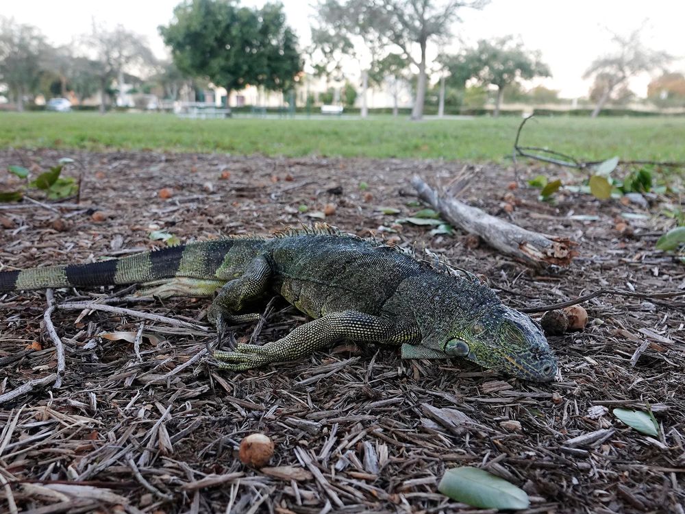 Stunned iguana during cold weather in Florida