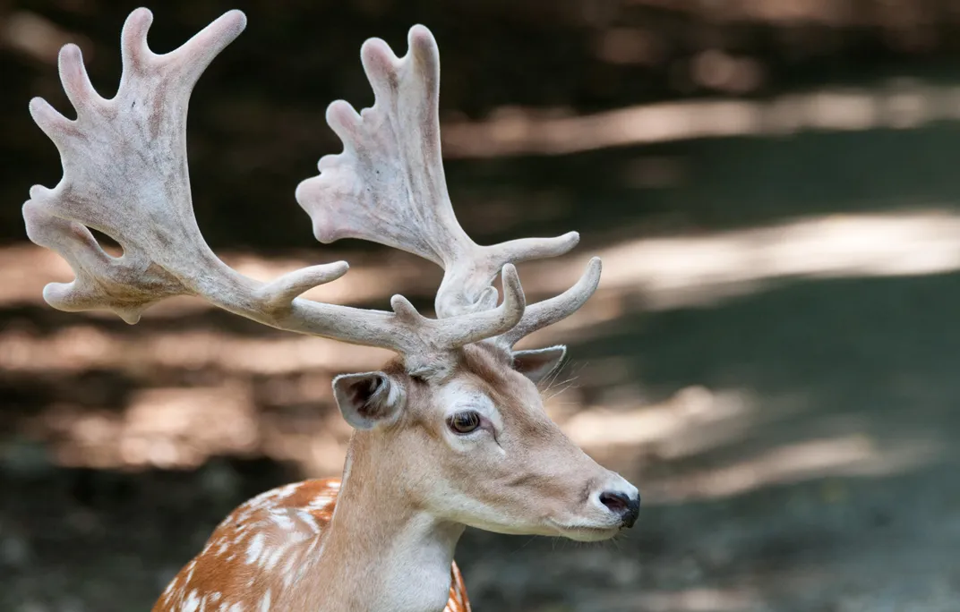 deer antlers profile