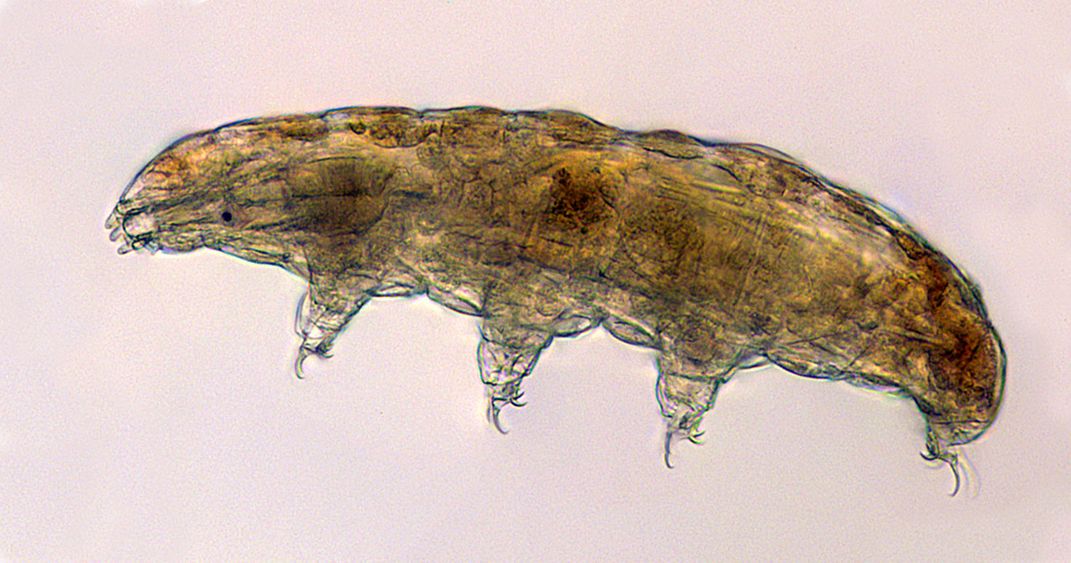 tardigrade or "water bear"