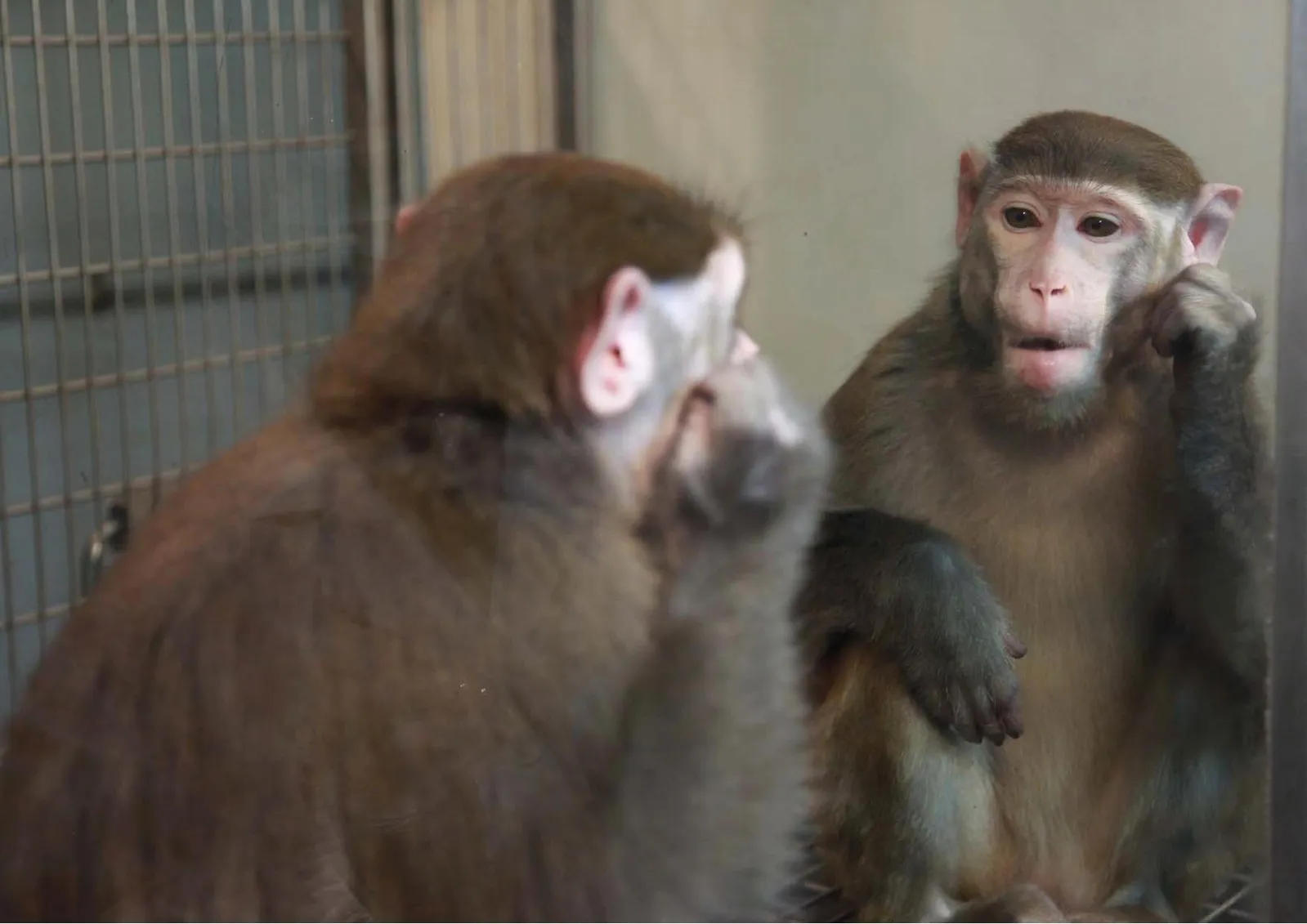 Princeton study suggests that monkeys, like humans, may have 'self