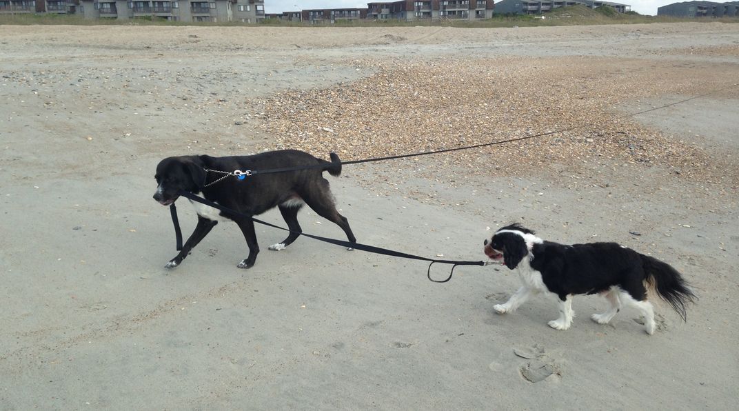 This is my friend's black-lab mix rescue dog leading my 9 year old ...