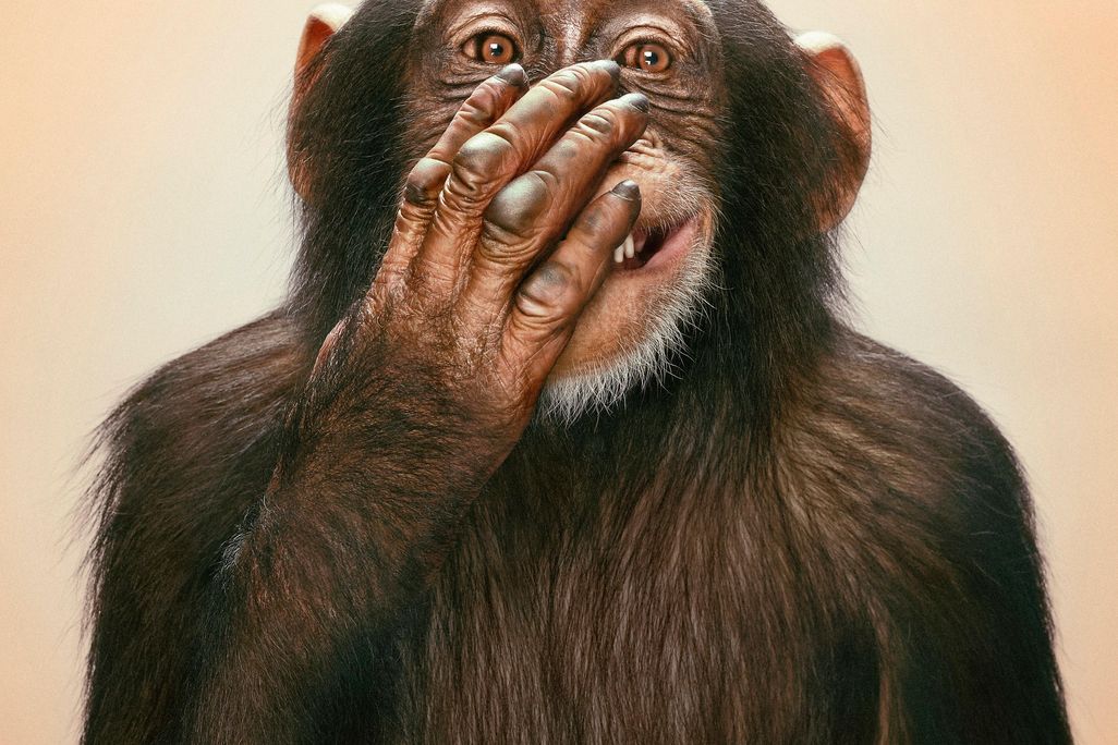 Chimp