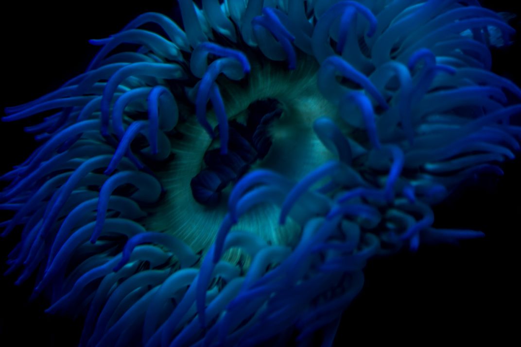The eye of the anemone | Smithsonian Photo Contest | Smithsonian Magazine