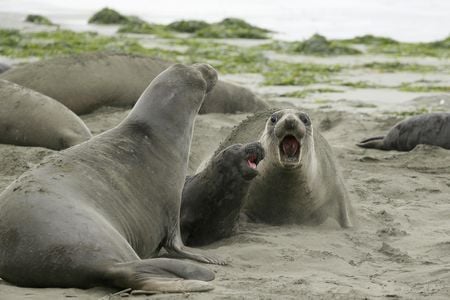 It's their beach now.