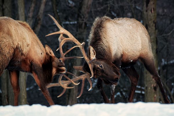 Battling Bucks thumbnail