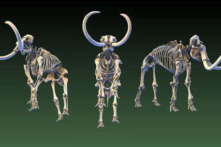 Anyone with a 3-D printer can now make a replica of our woolly mammoth skeleton. 