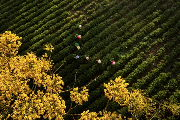 Harvesting tea thumbnail