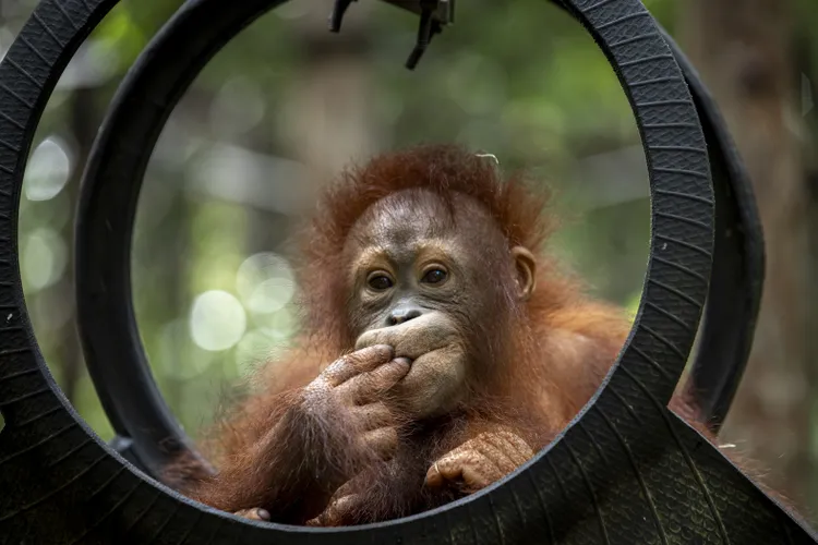 Five-year-old Segi, rescued in 2021, learns how to climb at &ldquo;jungle school,&rdquo; run by the Borneo Orangutan Survival Foundation.