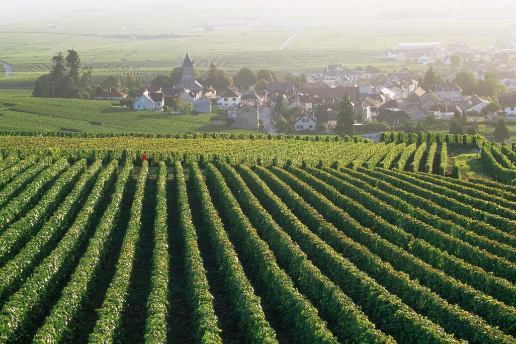 Vineyards