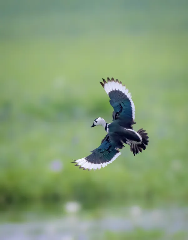 Cotton pygmy goose thumbnail
