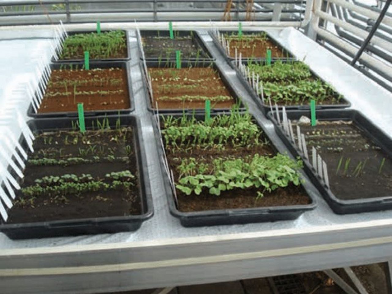 Space Farmers Could Grow Crops in Lunar and Martian Soil, Study Suggests