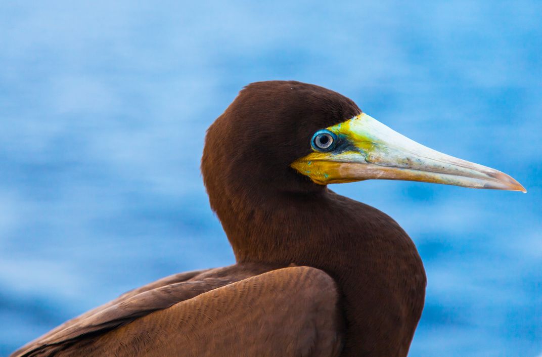 A brown booby
