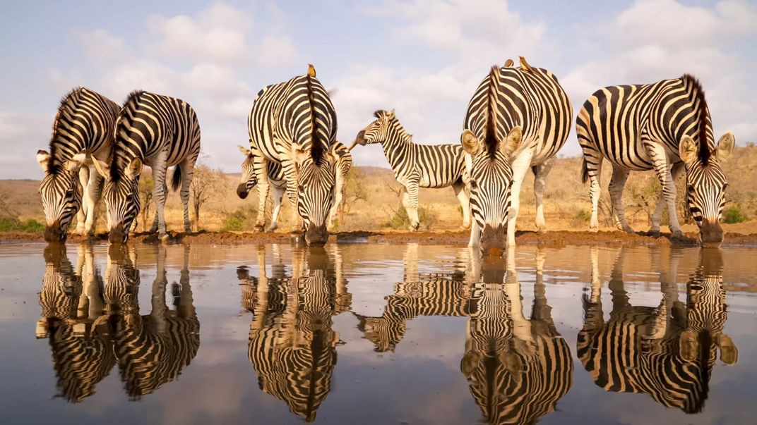 Zebras at a watering hole in South Africa