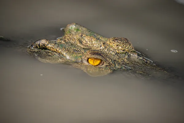 Eye of a crocodile thumbnail