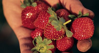strawberry_fruit_388.jpg