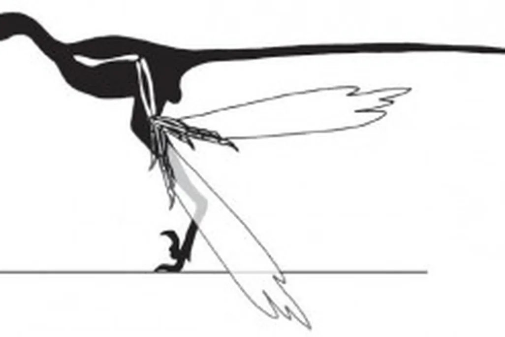 20110520083211Microraptor-shadow-wing-300x165.jpg