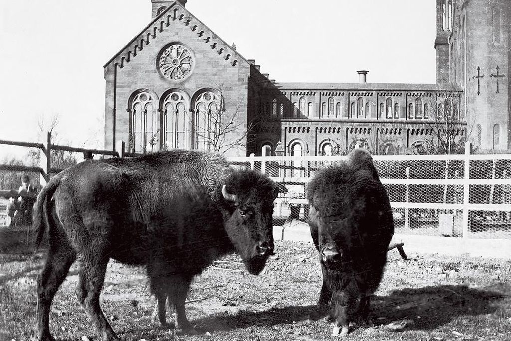 Bison at Smithsonian Castle