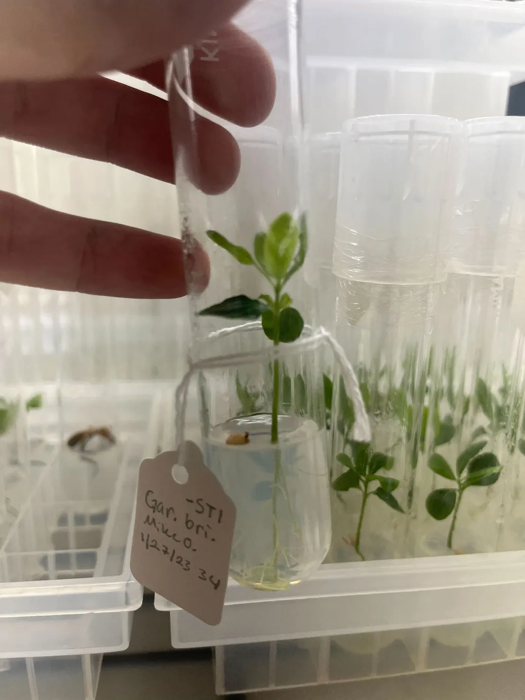 Gardenia Brighamii Seedling