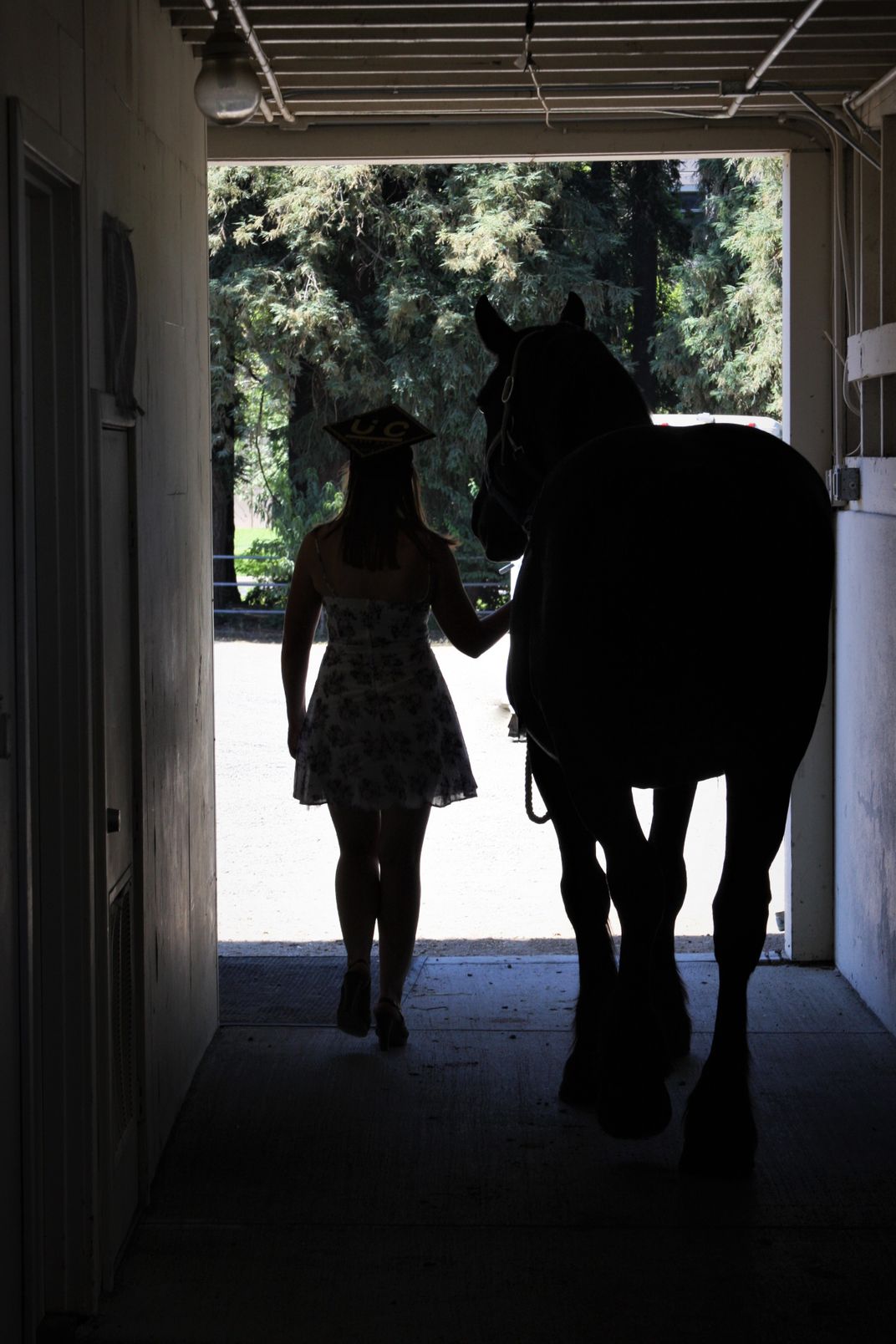 UC Davis grad leading horse Smithsonian Photo Contest Smithsonian