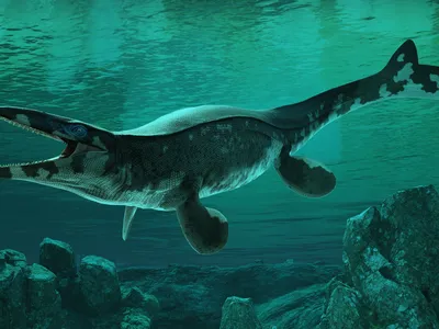 Paleontologists Discover an Ancient Marine Reptile They've Dubbed the T. Rex of the Sea, Crowning Another King of the Cretaceous image