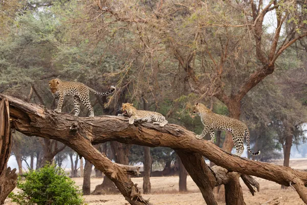 Three on the Tree thumbnail