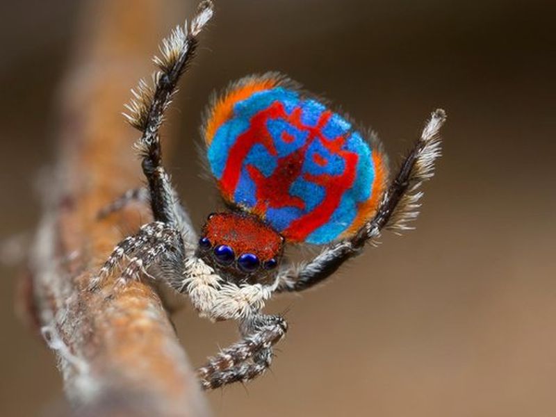 How Peacock Spiders Make Rainbows on Their Backsides, Smart News