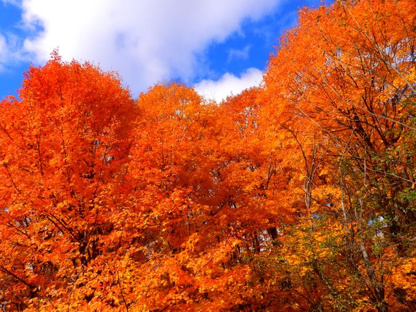 Peak Autumn Colors thumbnail