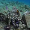 Watch Octopuses Team Up With Fish to Hunt—and Punch Those That Don't Contribute icon