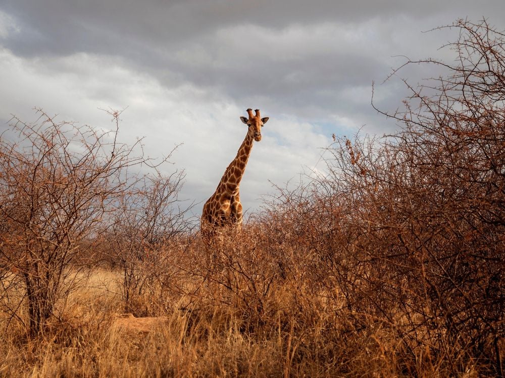 In the foreground, tall brush and grass blur a tall giraffe standing in the field. In the background, gray clouds loom overhead.