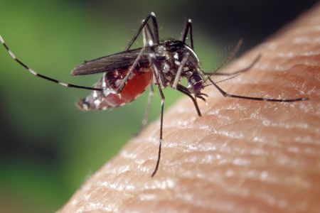 Female mosquitoes need to drink blood in order to produce their eggs.