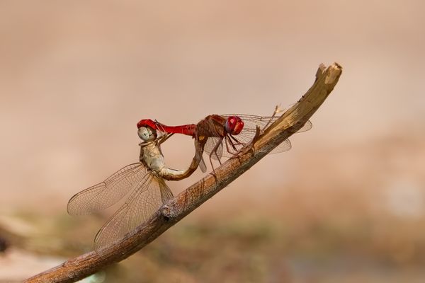 Dragonflies couple thumbnail