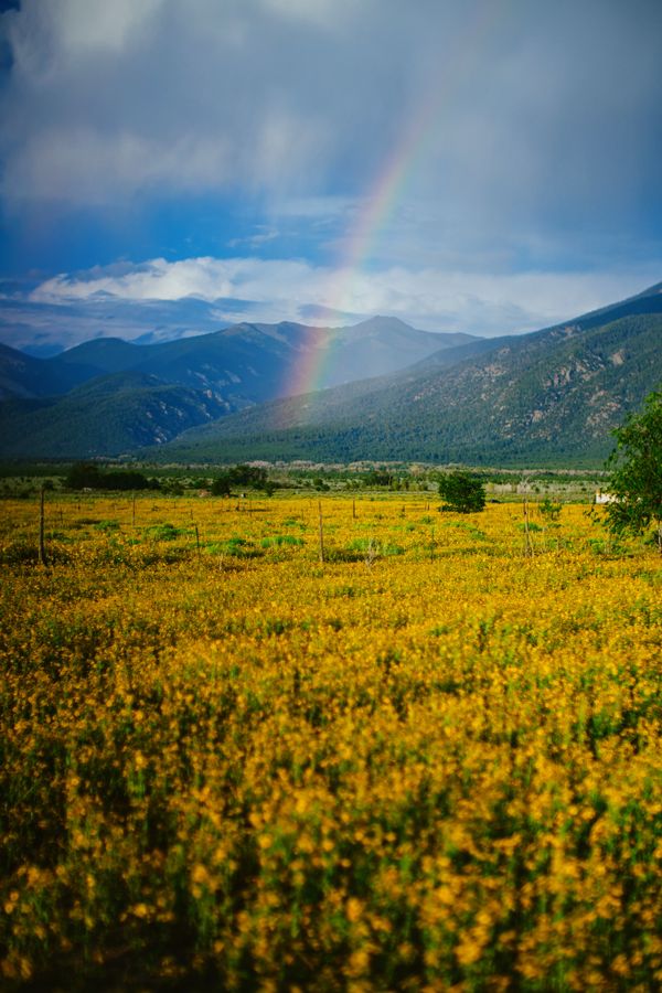 Yellow Season in Taos thumbnail