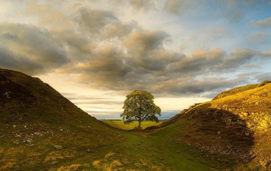 Sycamore Gap Tree