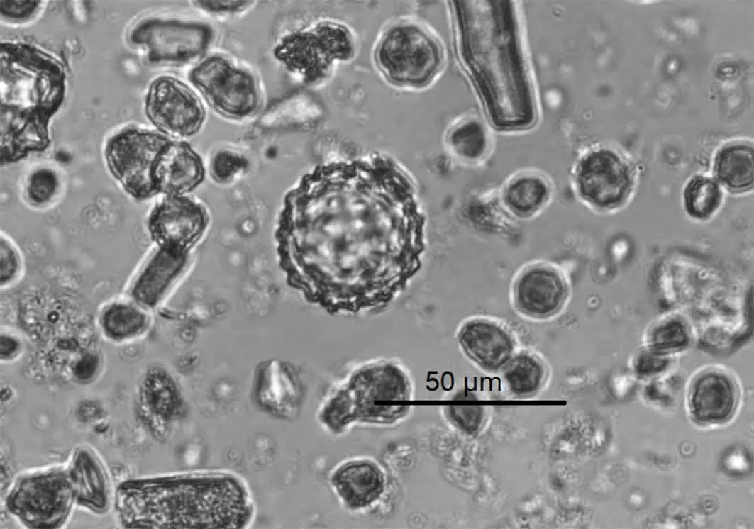 Phytoliths under a microscope