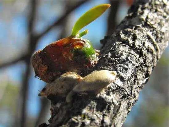 Alphitonia Mistletoe
