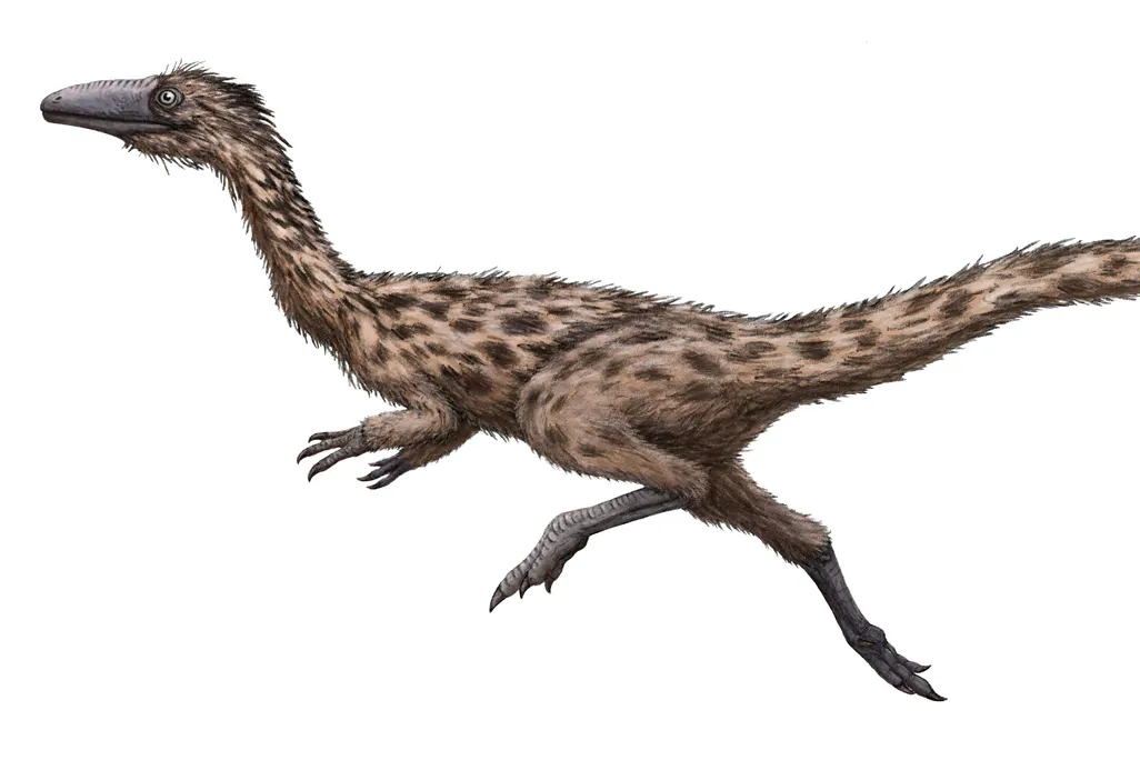 The image shows a light brown feathery dinosaur with dark brown spots. The dinosaur is shown in a sprinting pose against a white background  