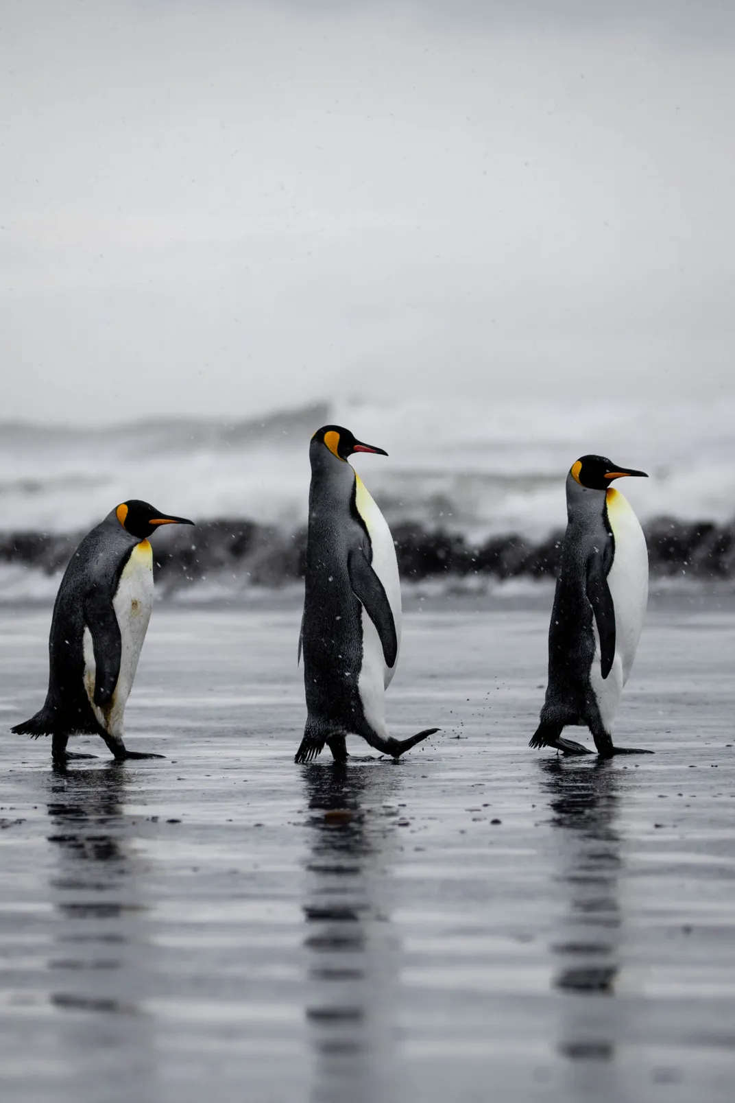 three emperor penguins walk one in front of the other