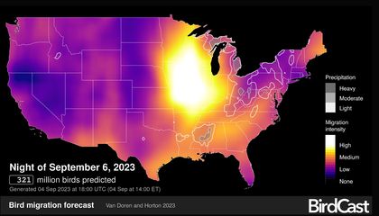 Four Amazing Impacts of This A.I.-Powered Bird Migration Tracker