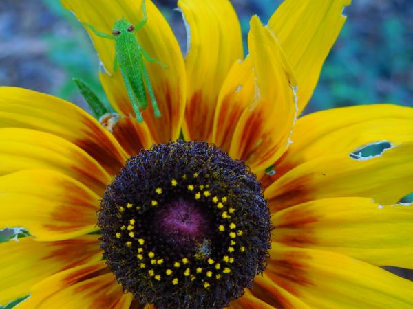 grasshopper nymph on a sunflower thumbnail