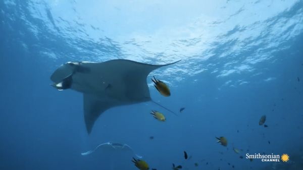 Preview thumbnail for Meet the Majestic Giant Manta Ray